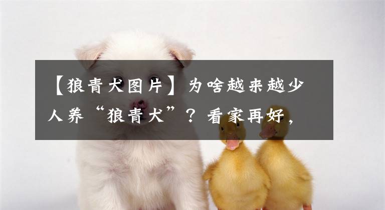 【狼青犬圖片】為啥越來越少人養(yǎng)“狼青犬”？看家再好，也躲不過這6點