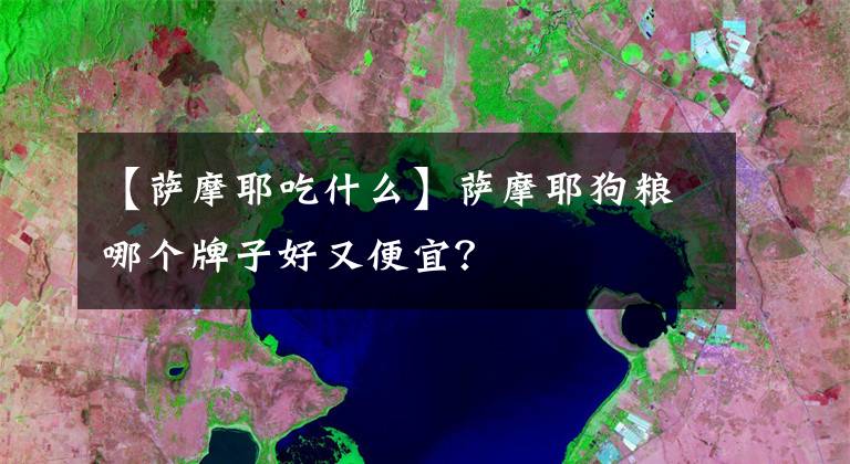 【薩摩耶吃什么】薩摩耶狗糧哪個牌子好又便宜？