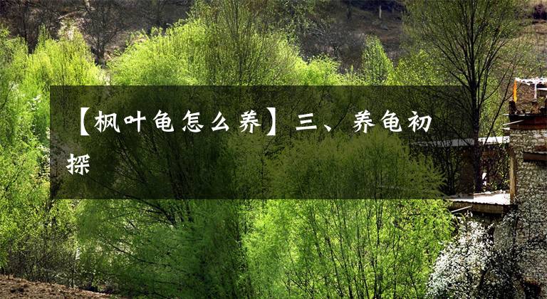 【楓葉龜怎么養(yǎng)】三、養(yǎng)龜初探