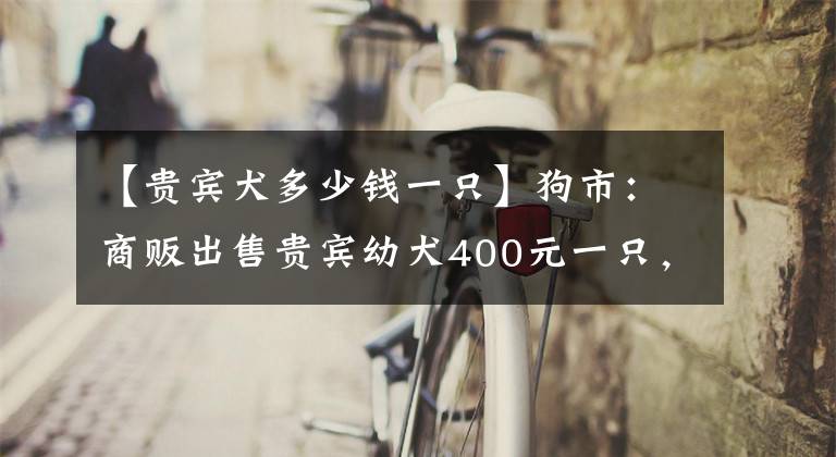 【貴賓犬多少錢一只】狗市：商販出售貴賓幼犬400元一只，稱不賺錢出售！