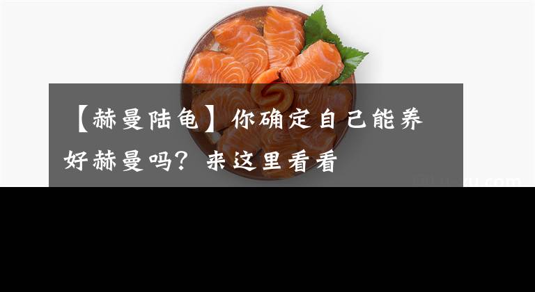 【赫曼陸龜】你確定自己能養(yǎng)好赫曼嗎？來這里看看