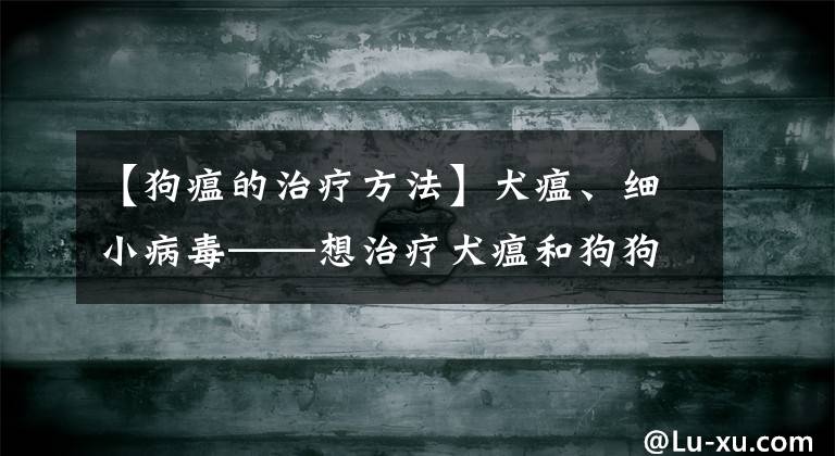 【狗瘟的治療方法】犬瘟、細小病毒——想治療犬瘟和狗狗細小的一定要把此文章看完