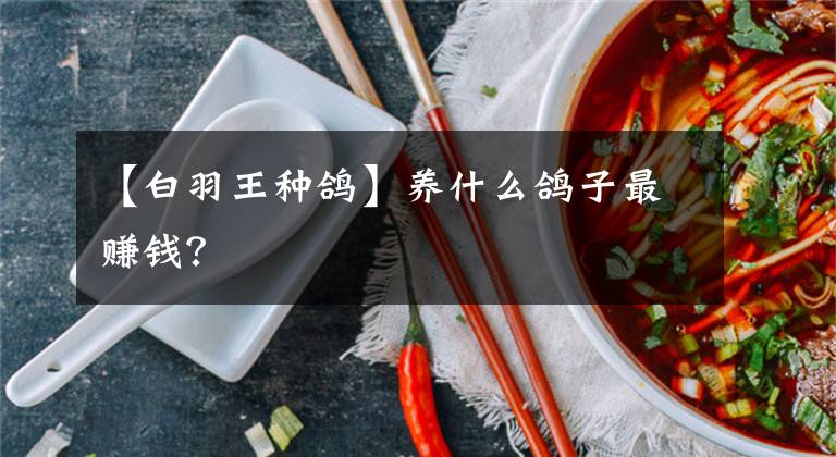 【白羽王種鴿】養(yǎng)什么鴿子最賺錢(qián)？