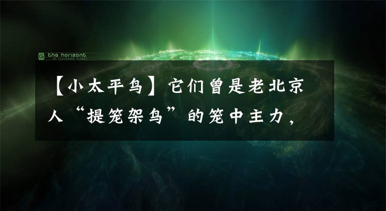 【小太平鳥】它們?cè)抢媳本┤恕疤峄\架鳥”的籠中主力，如今自由遷徙飛翔