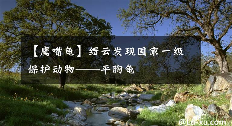 【鷹嘴龜】縉云發(fā)現(xiàn)國家一級保護(hù)動物——平胸龜