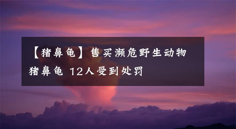 【豬鼻龜】售買瀕危野生動物豬鼻龜 12人受到處罰