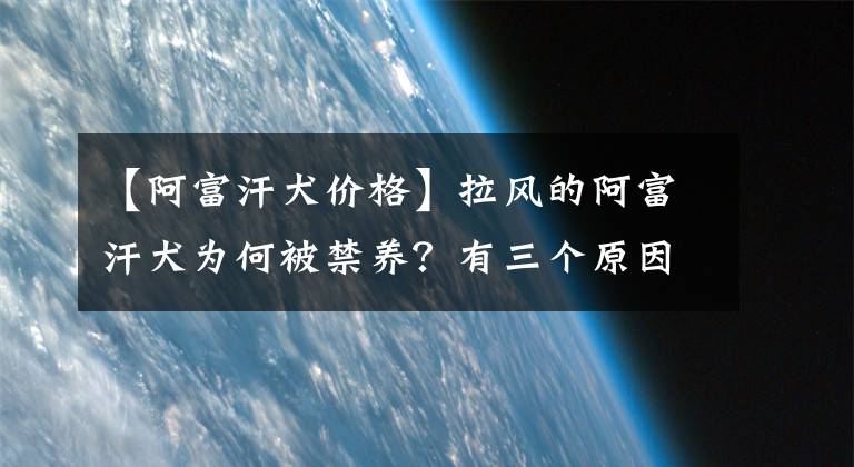 【阿富汗犬價(jià)格】拉風(fēng)的阿富汗犬為何被禁養(yǎng)？有三個(gè)原因，第三個(gè)最尷尬