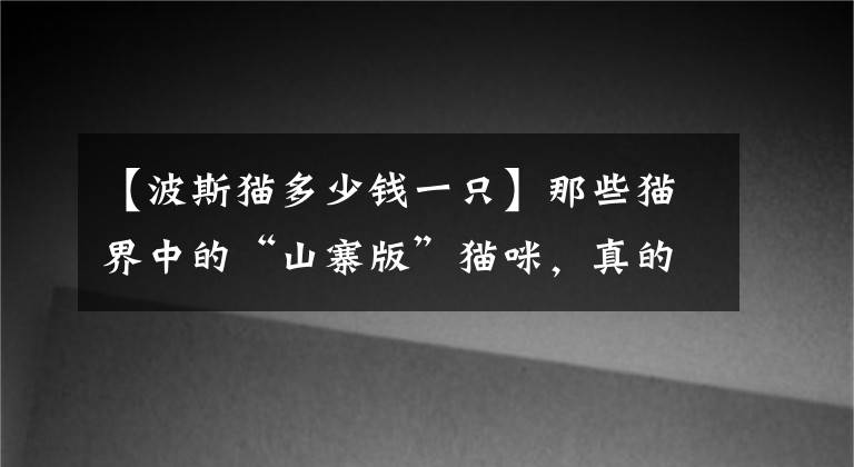 【波斯貓多少錢一只】那些貓界中的“山寨版”貓咪，真的沒忍住，看一次笑一次