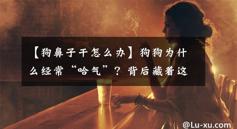 【狗鼻子干怎么辦】狗狗為什么經(jīng)?！肮狻?？背后藏著這幾個(gè)意思