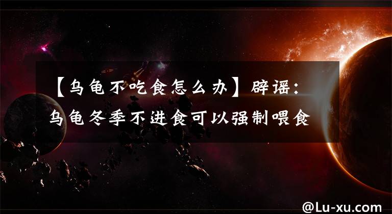 【烏龜不吃食怎么辦】辟謠：烏龜冬季不進食可以強制喂食？鏟屎官的誘使引導(dǎo)才是關(guān)鍵