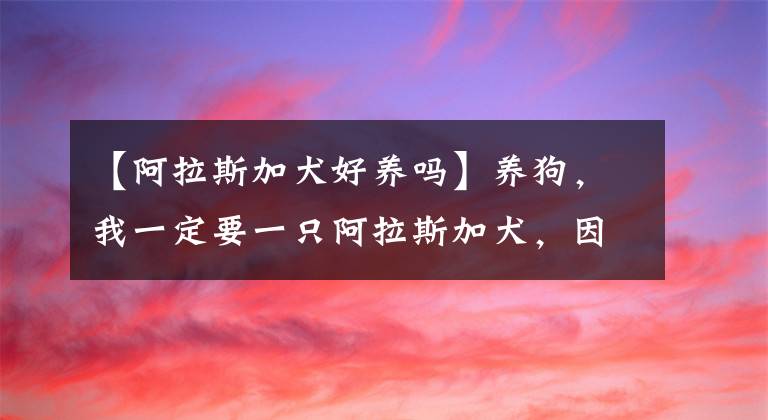 【阿拉斯加犬好養(yǎng)嗎】養(yǎng)狗，我一定要一只阿拉斯加犬，因?yàn)樗羞@六大優(yōu)點(diǎn)