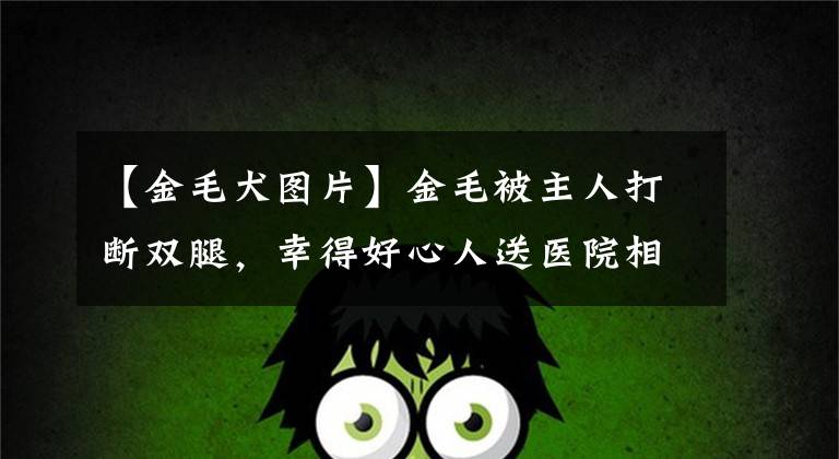 【金毛犬圖片】金毛被主人打斷雙腿，幸得好心人送醫(yī)院相救：一定要堅持下去