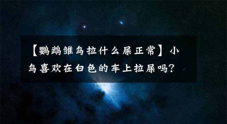 【鸚鵡雛鳥拉什么屎正常】小鳥喜歡在白色的車上拉屎嗎？別笑，這是真的！