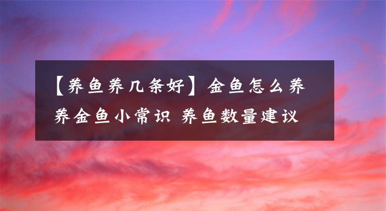 【養(yǎng)魚養(yǎng)幾條好】金魚怎么養(yǎng) 養(yǎng)金魚小常識(shí) 養(yǎng)魚數(shù)量建議是三、六、七、九