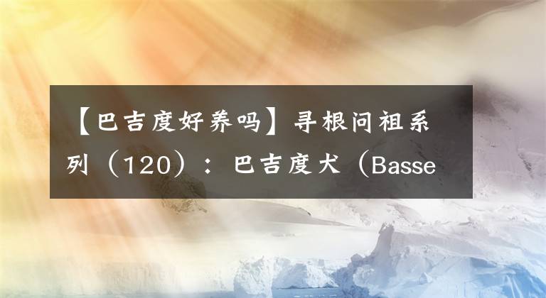 【巴吉度好養(yǎng)嗎】尋根問(wèn)祖系列（120）：巴吉度犬（Basset Hound）