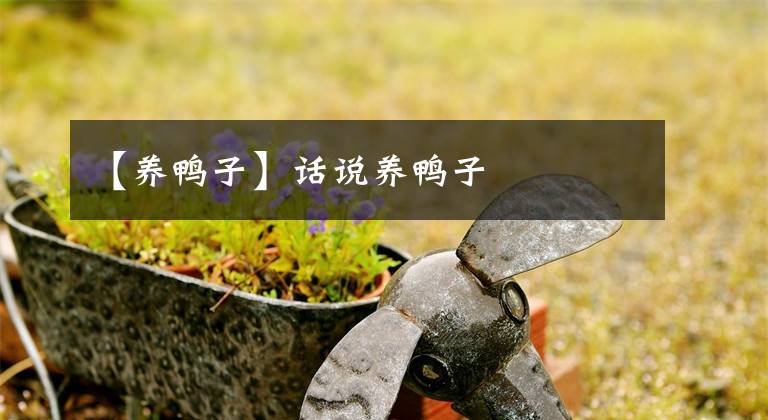 【養(yǎng)鴨子】話說養(yǎng)鴨子