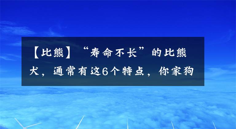 【比熊】“壽命不長”的比熊犬，通常有這6個特點，你家狗有嗎？