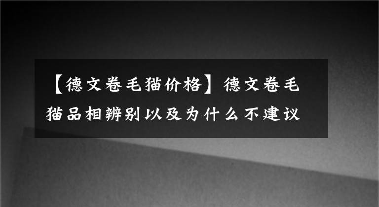 【德文卷毛貓價格】德文卷毛貓品相辨別以及為什么不建議養(yǎng)德文