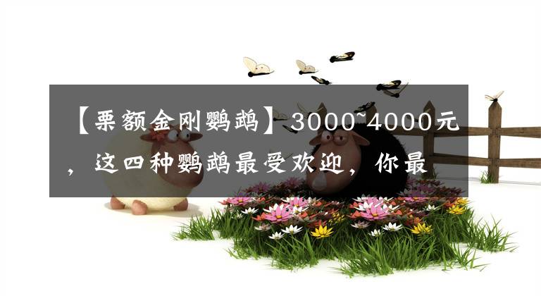 【栗額金剛鸚鵡】3000~4000元，這四種鸚鵡最受歡迎，你最喜歡哪一種？