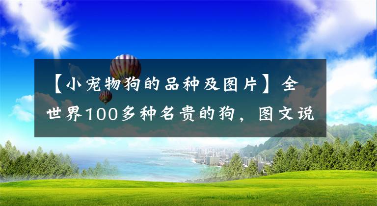 【小寵物狗的品種及圖片】全世界100多種名貴的狗，圖文說明，饒有興趣