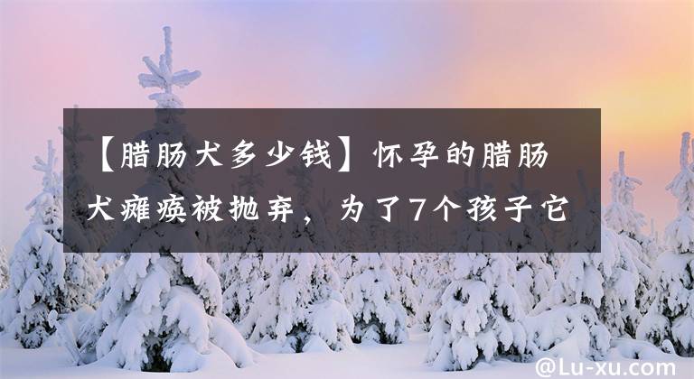 【臘腸犬多少錢】懷孕的臘腸犬癱瘓被拋棄，為了7個孩子它拖著巨大的身軀尋找食物