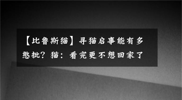 【比魯斯貓】尋貓啟事能有多憨批？貓：看完更不想回家了...