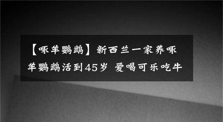 【啄羊鸚鵡】新西蘭一家養(yǎng)啄羊鸚鵡活到45歲 愛喝可樂吃牛排