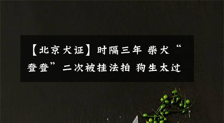 【北京犬證】時(shí)隔三年 柴犬“登登”二次被掛法拍 狗生太過艱難