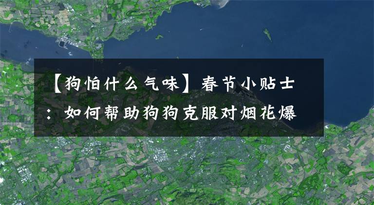 【狗怕什么氣味】春節(jié)小貼士：如何幫助狗狗克服對(duì)煙花爆竹的恐懼