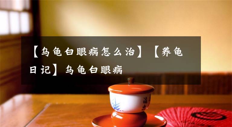 【烏龜白眼病怎么治】【養(yǎng)龜日記】烏龜白眼病