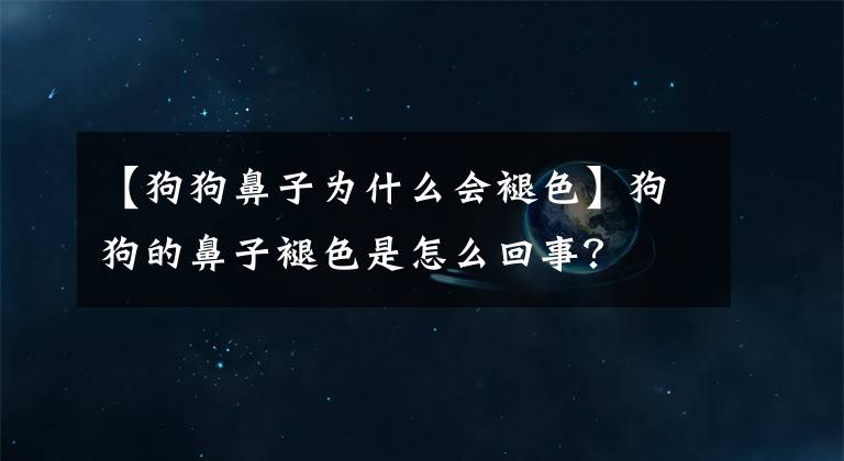 【狗狗鼻子為什么會(huì)褪色】狗狗的鼻子褪色是怎么回事？