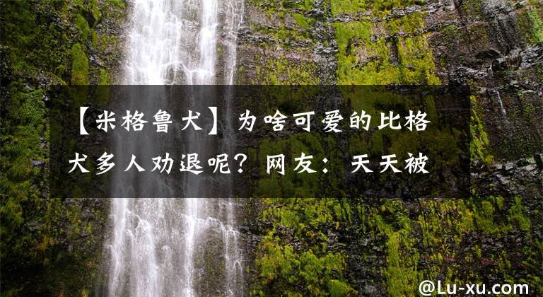 【米格魯犬】為啥可愛的比格犬多人勸退呢？網(wǎng)友：天天被投訴