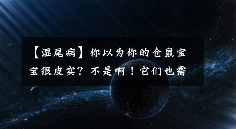 【濕尾病】你以為你的倉(cāng)鼠寶寶很皮實(shí)？不是??！它們也需要你的照顧！