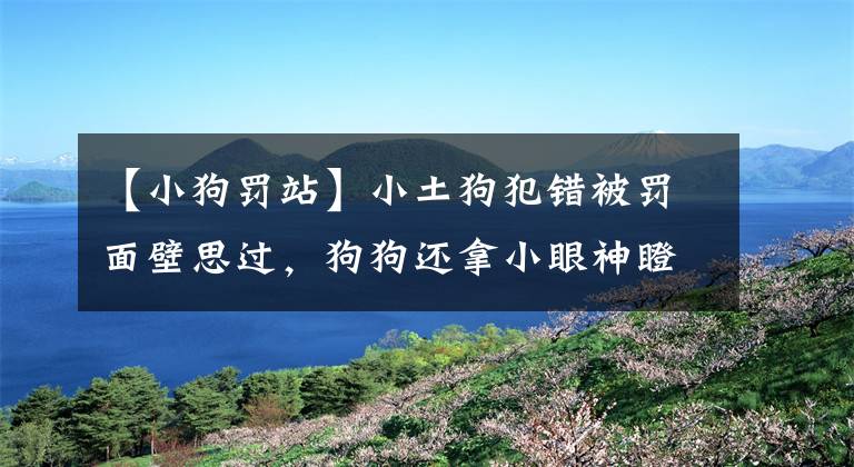 【小狗罰站】小土狗犯錯被罰面壁思過，狗狗還拿小眼神瞪主人，萌翻了