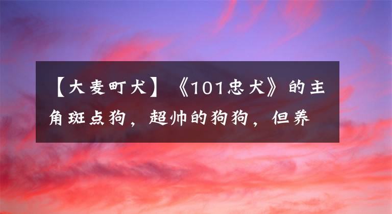 【大麥町犬】《101忠犬》的主角斑點(diǎn)狗，超帥的狗狗，但養(yǎng)的人很少