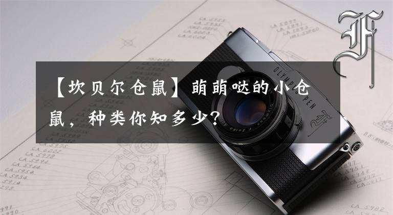 【坎貝爾倉鼠】萌萌噠的小倉鼠，種類你知多少？