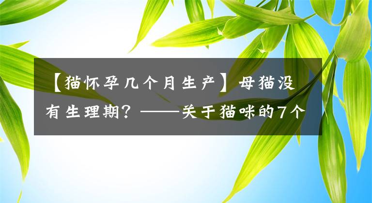 【貓懷孕幾個月生產(chǎn)】母貓沒有生理期？——關(guān)于貓咪的7個性知識秘密