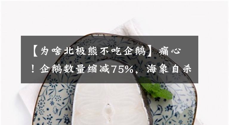 【為啥北極熊不吃企鵝】痛心！企鵝數(shù)量縮減75%，海象自殺式跳崖，北極熊吃幼崽該警醒了