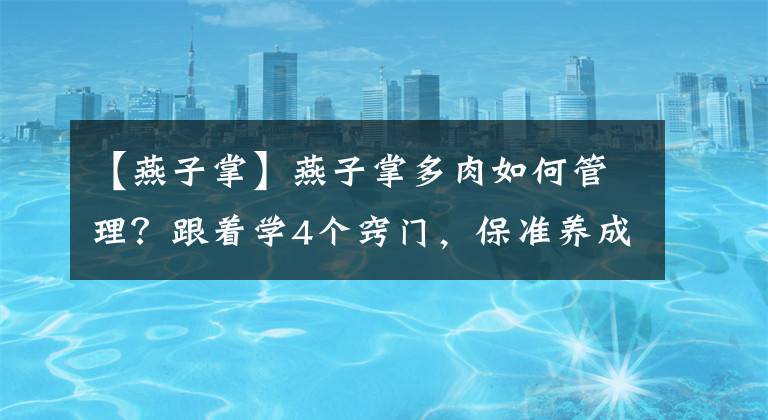 【燕子掌】燕子掌多肉如何管理？跟著學4個竅門，保準養(yǎng)成"高價"老樁