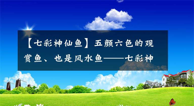 【七彩神仙魚】五顏六色的觀賞魚、也是風(fēng)水魚——七彩神仙魚，你喜歡嗎