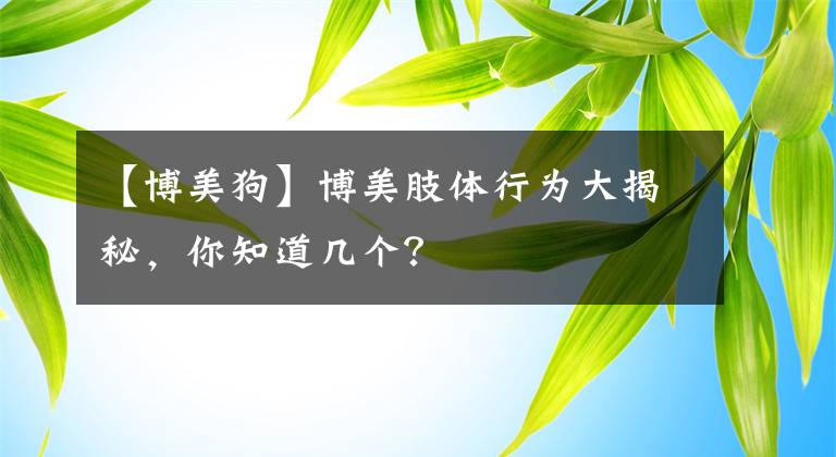 【博美狗】博美肢體行為大揭秘，你知道幾個(gè)？