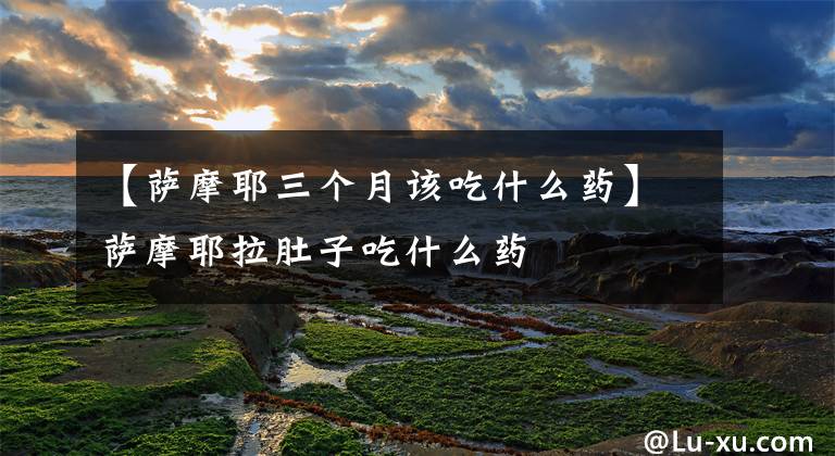 【薩摩耶三個月該吃什么藥】薩摩耶拉肚子吃什么藥