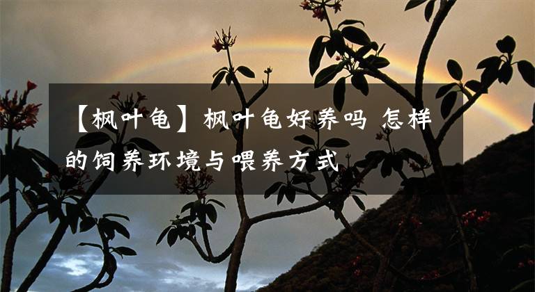 【楓葉龜】楓葉龜好養(yǎng)嗎 怎樣的飼養(yǎng)環(huán)境與喂養(yǎng)方式