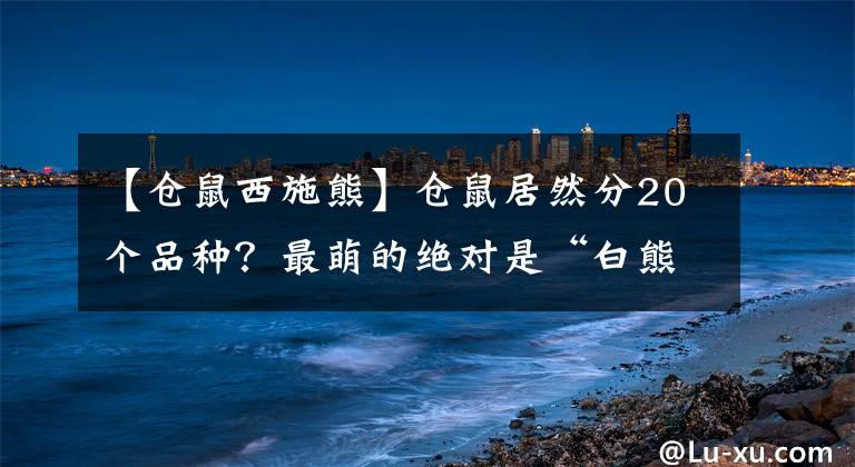 【倉(cāng)鼠西施熊】倉(cāng)鼠居然分20個(gè)品種？最萌的絕對(duì)是“白熊倉(cāng)鼠”，好大一只倉(cāng)鼠