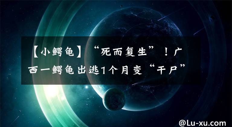 【小鱷龜】“死而復(fù)生”！廣西一鱷龜出逃1個(gè)月變“干尸”，把它放到水里竟活了