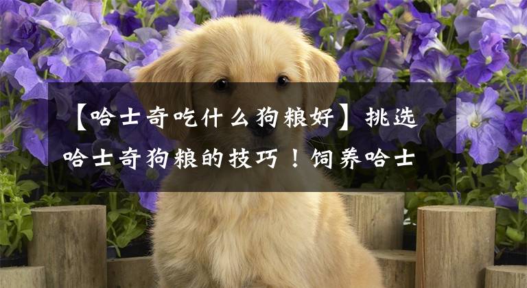 【哈士奇吃什么狗糧好】挑選哈士奇狗糧的技巧！飼養(yǎng)哈士奇的實(shí)用技巧！