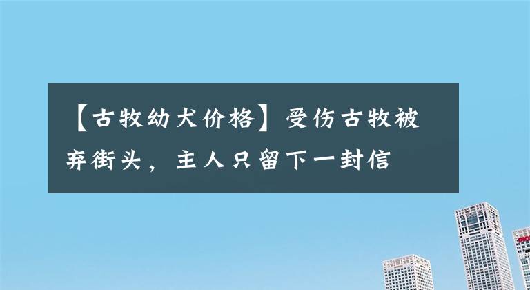 【古牧幼犬價(jià)格】受傷古牧被棄街頭，主人只留下一封信