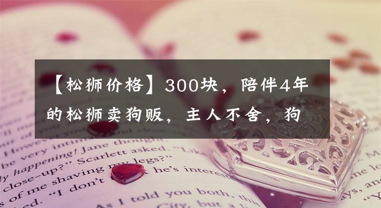 【松獅價(jià)格】300塊，陪伴4年的松獅賣狗販，主人不舍，狗販裝，狗狗傷心不停望