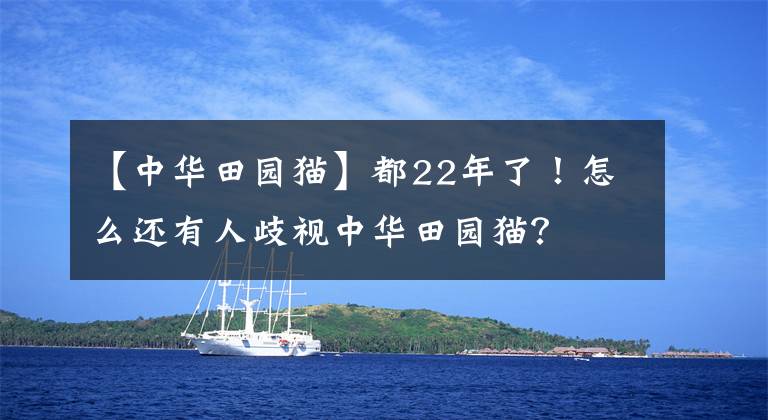 【中華田園貓】都22年了！怎么還有人歧視中華田園貓？