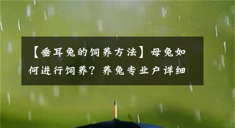 【垂耳兔的飼養(yǎng)方法】母兔如何進(jìn)行飼養(yǎng)？養(yǎng)兔專業(yè)戶詳細(xì)講解！